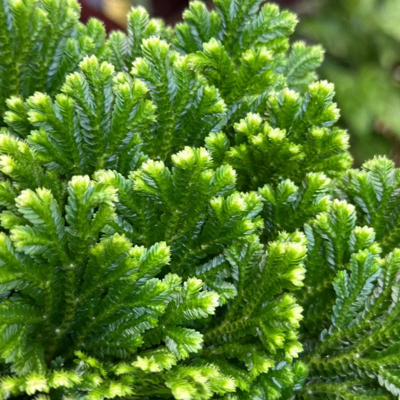 selaginella jori compact wire fern spike moss 12cm Vibrant green plant with intricate leaves and textures against a white background.