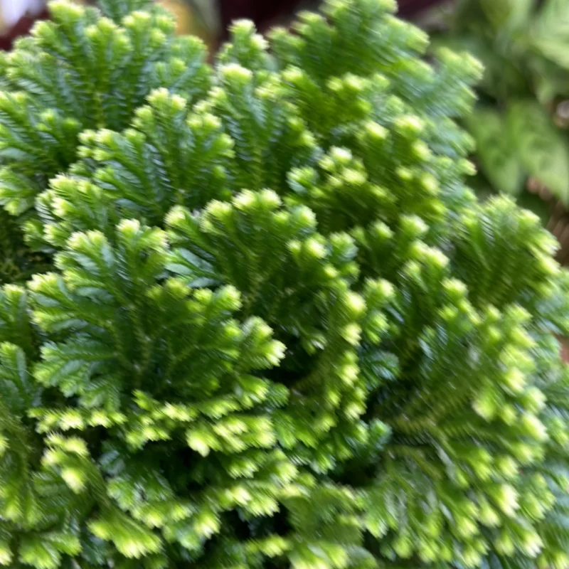 selaginella jori compact wire fern spike moss 12cm Vibrant green plant with intricate leaves and textures against a white background.