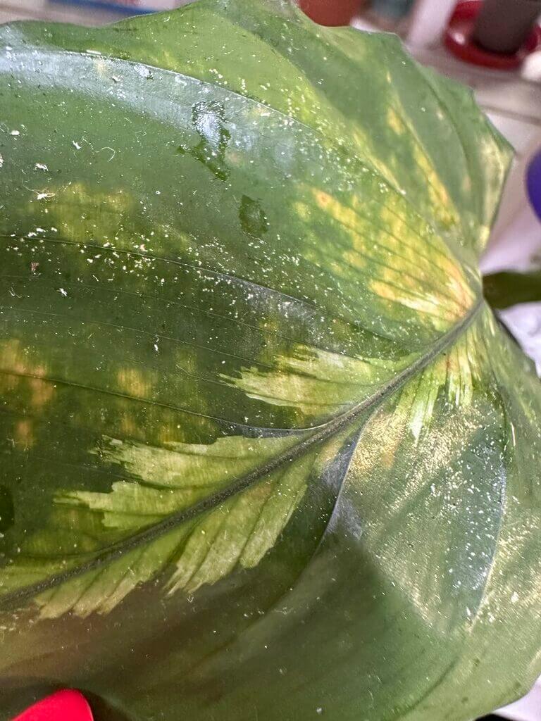 Vibrant green leaf of a tropical houseplant with water droplets and prominent veins.