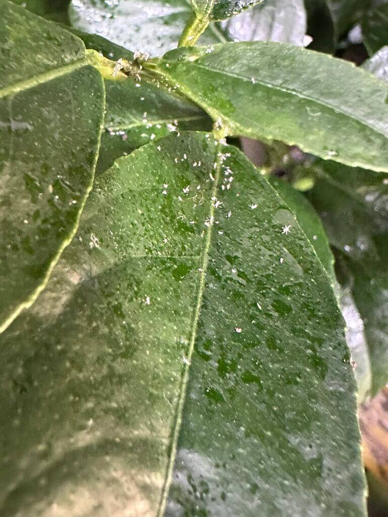 Lush green leaves with pest spots, showcasing vibrant foliage and potential health issues.