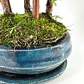 Bonsai in vibrant blue ceramic pot with slender trunks and lush moss.