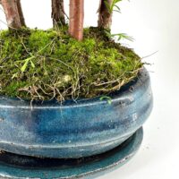 Bonsai in vibrant blue ceramic pot with slender trunks and lush moss.