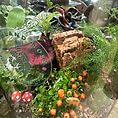 Vibrant terrarium showcasing lush plants, whimsical mushrooms, and rustic wood in a miniature ecosystem.