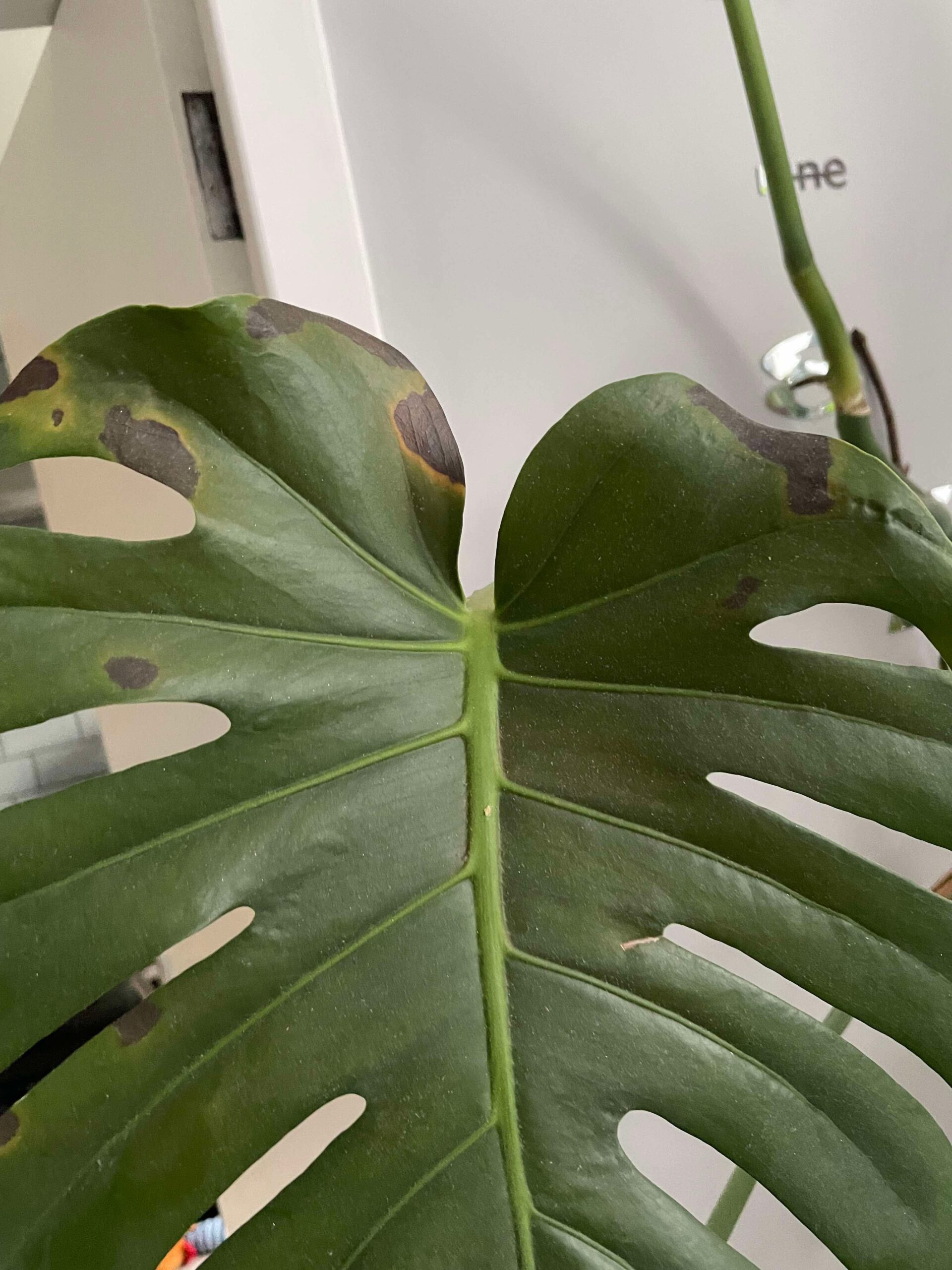 Identify Common Houseplant Pests: Ultimate Guide with Photos of Pests and Damage