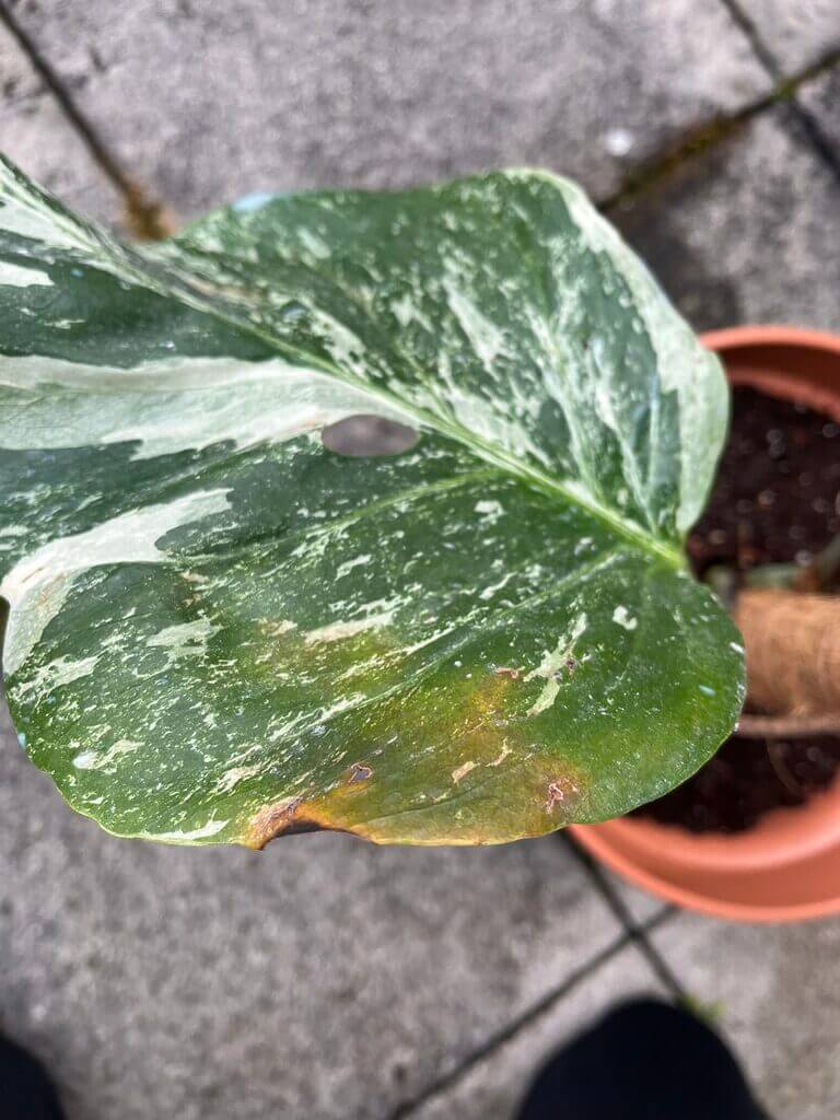 Close-up of a vibrant monstera leaf showing glossy texture and natural imperfections.