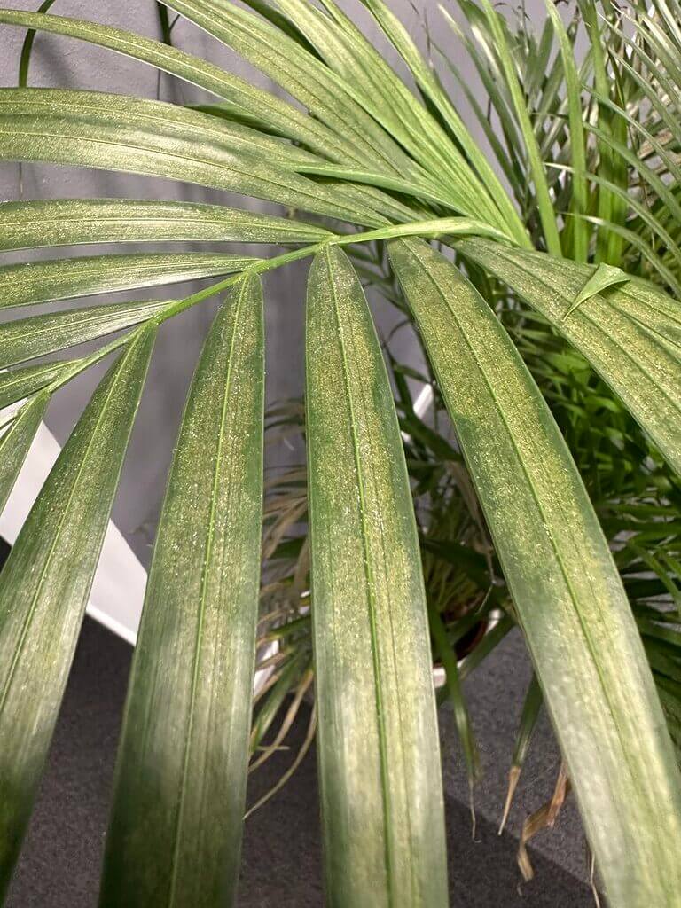 Close-up of vibrant palm fronds showcasing intricate textures and natural beauty indoors.