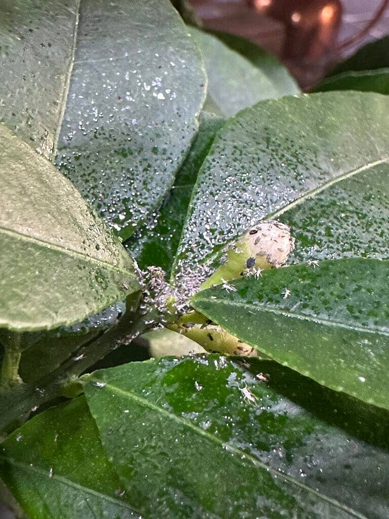 Glossy green leaves with water droplets and tiny pests, showcasing indoor plant care challenges.
