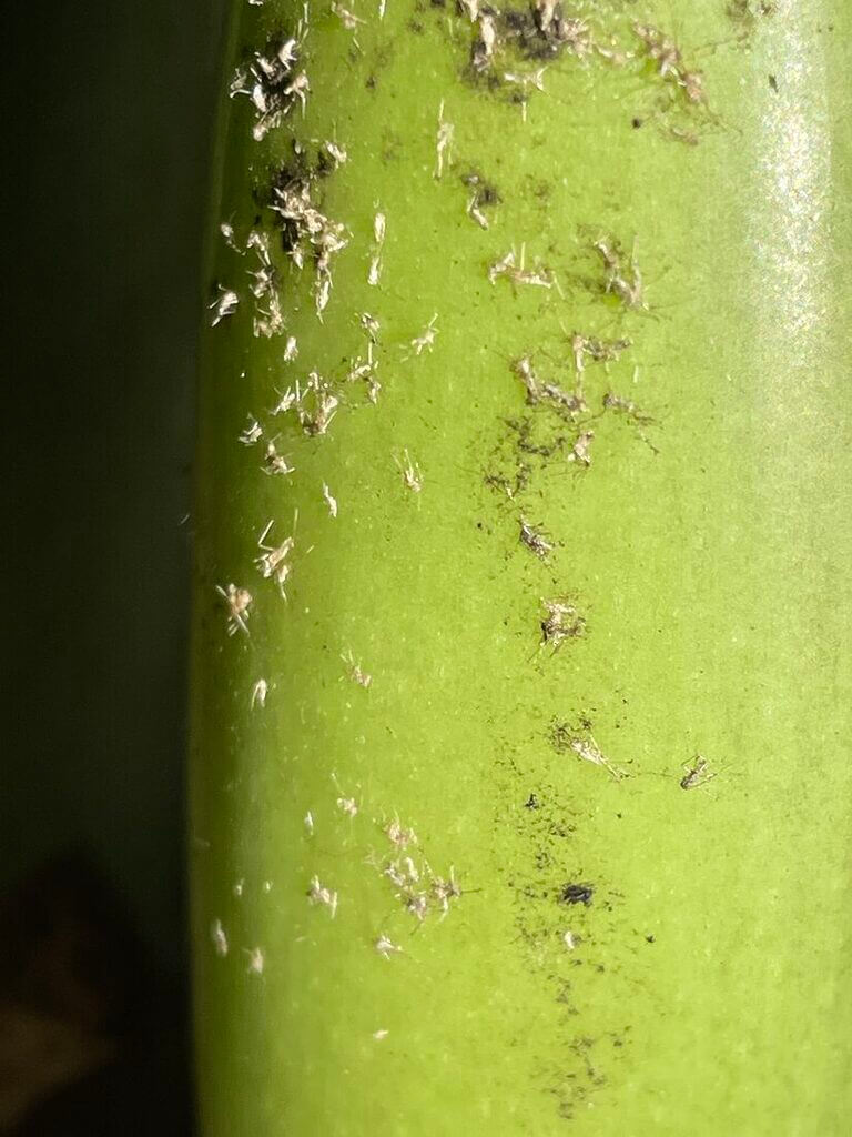 Close-up of green plant surface infested with white pests, highlighting pest management needs.