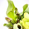Vibrant pitcher plant showcasing lush green leaves, unique shapes, and rich soil environment.