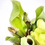 Carnivorous Sarracenia Trumpet Pitcher Purpurea SSP Venosa