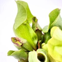 Vibrant pitcher plant showcasing lush green leaves, unique shapes, and rich soil environment.