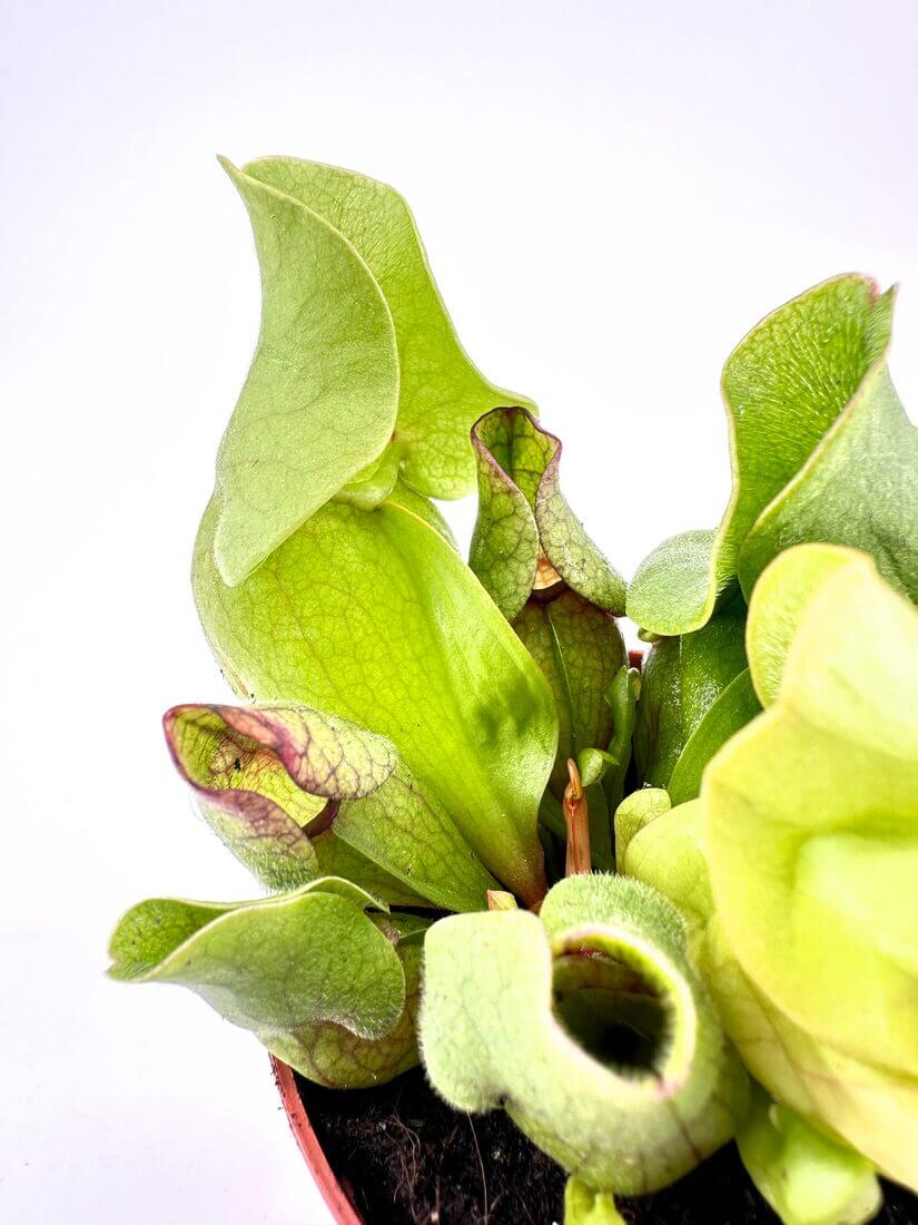 Vibrant pitcher plant showcasing lush green leaves, unique shapes, and rich soil environment.
