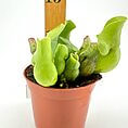 Carnivorous pitcher plant in terracotta pot with ruler for size comparison, showcasing unique leaves.