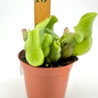 Carnivorous pitcher plant in terracotta pot with ruler for size comparison, showcasing unique leaves.