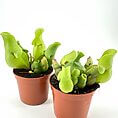 Vibrant pitcher plants in brown pots, showcasing unique foliage against a bright white background.