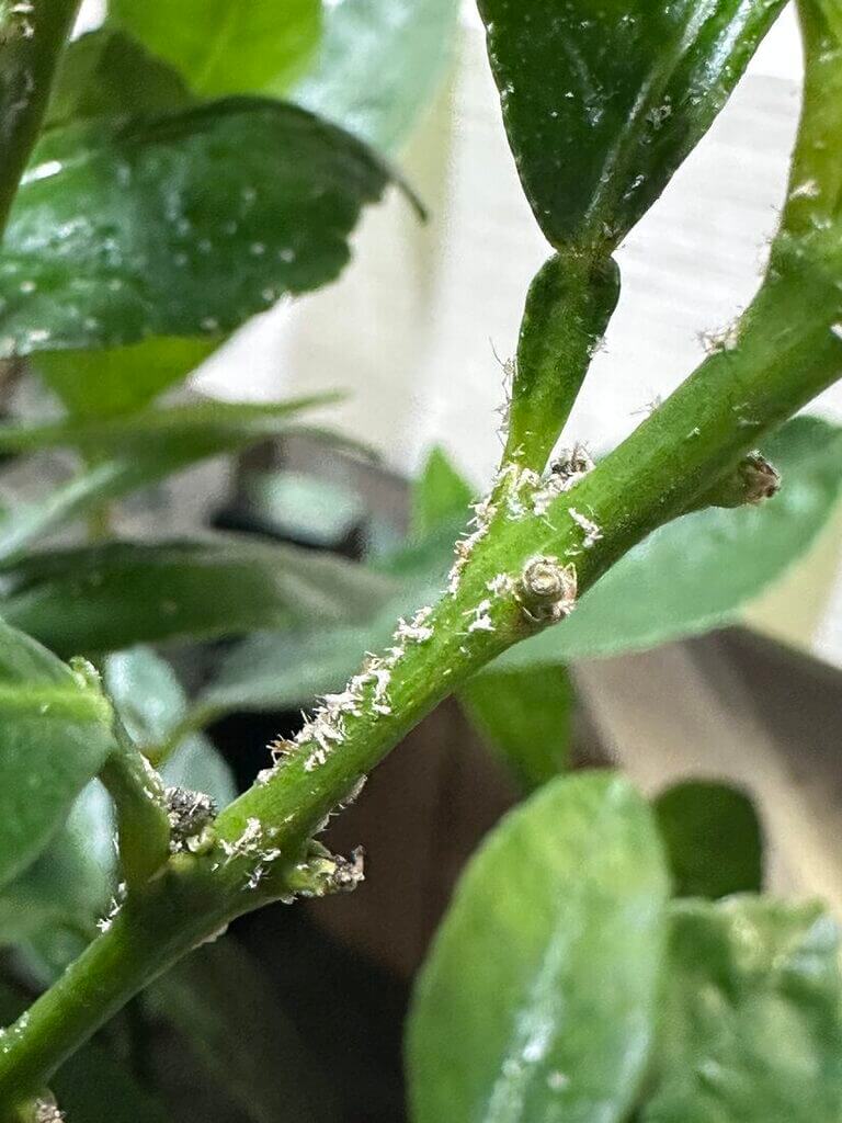 Healthy plant stem with mealybug infestation, highlighting plant care challenges for indoor gardening.