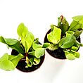 Vibrant Sarracenia pitcher plants in terracotta pots showcasing lush green foliage.