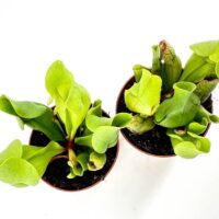 Vibrant Sarracenia pitcher plants in terracotta pots showcasing lush green foliage.