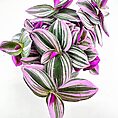 Vibrant Tradescantia leaves showcasing variegated greens and pinks create a striking natural aesthetic.