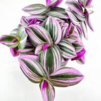 Vibrant Tradescantia leaves showcasing variegated greens and pinks create a striking natural aesthetic.