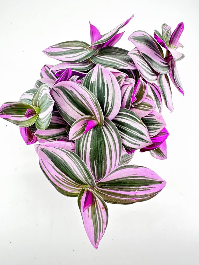 Vibrant Tradescantia leaves showcasing variegated greens and pinks create a striking natural aesthetic.