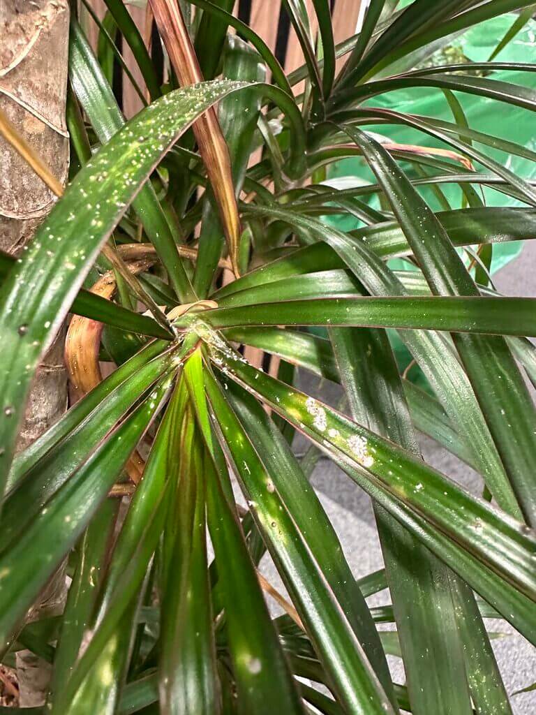 Lush green tropical plant with shiny arching leaves showcasing natural beauty and signs of growth.