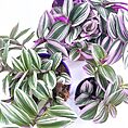 Vibrant indoor plants with striking variegated foliage in decorative pots enhance any living space.