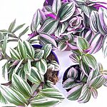 Tradescantia Albiflora Nanouk