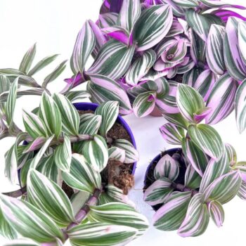 Vibrant indoor plants with striking variegated foliage in decorative pots enhance any living space.