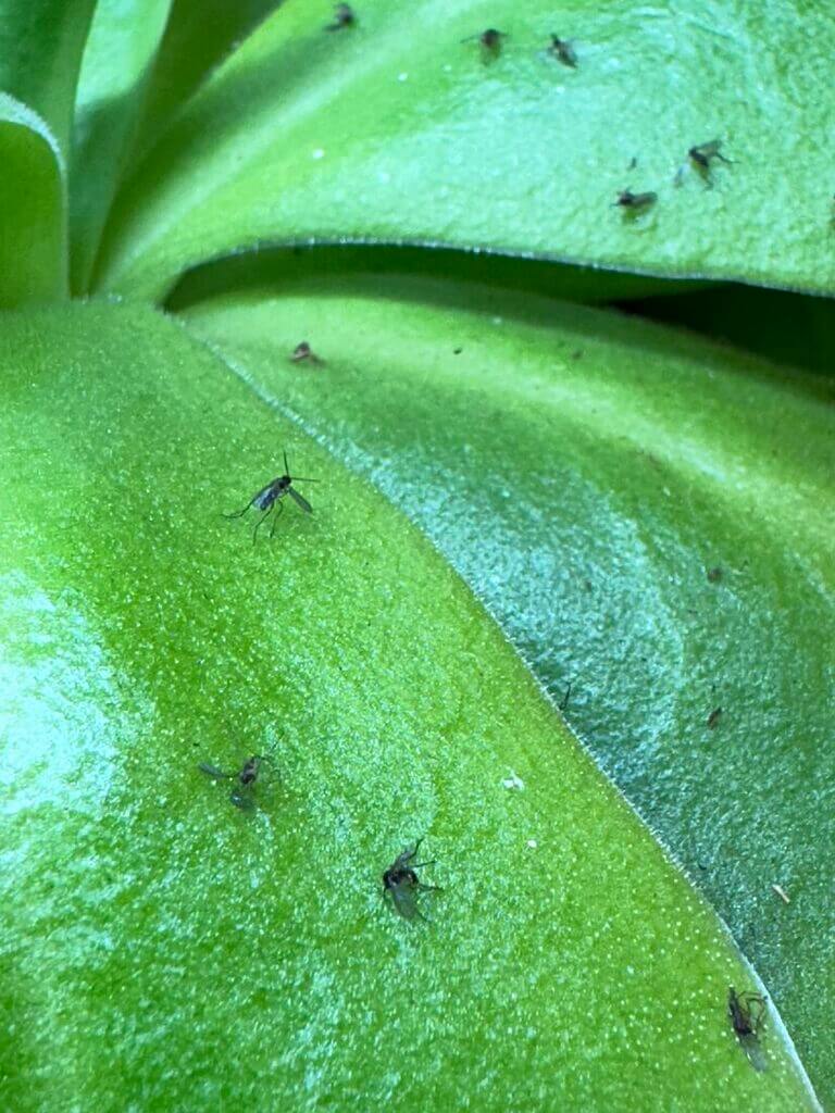 Vibrant green leaf with insects showcases natures intricate ecosystem and plant-insect relationships.
