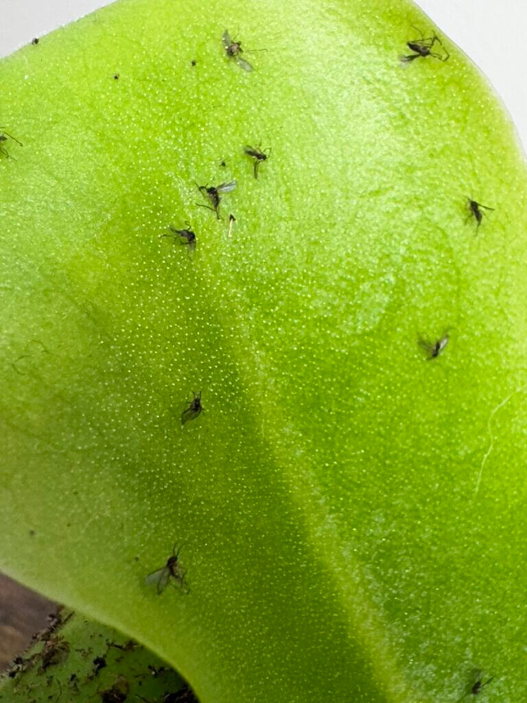 Vibrant green leaf with insects, highlighting plant health and pest infestation in a natural setting.