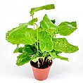 Calathea Network Prayer Plant