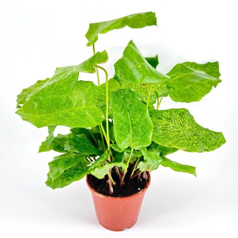 Calathea Network Prayer Plant Calathea Network Prayer Plant