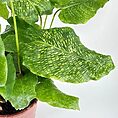 Calathea Network Prayer Plant