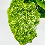 Calathea Network Prayer Plant