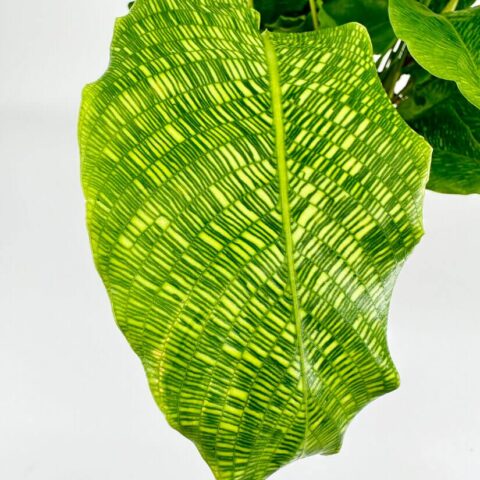 Calathea Network Prayer Plant