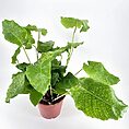 Calathea Network Prayer Plant