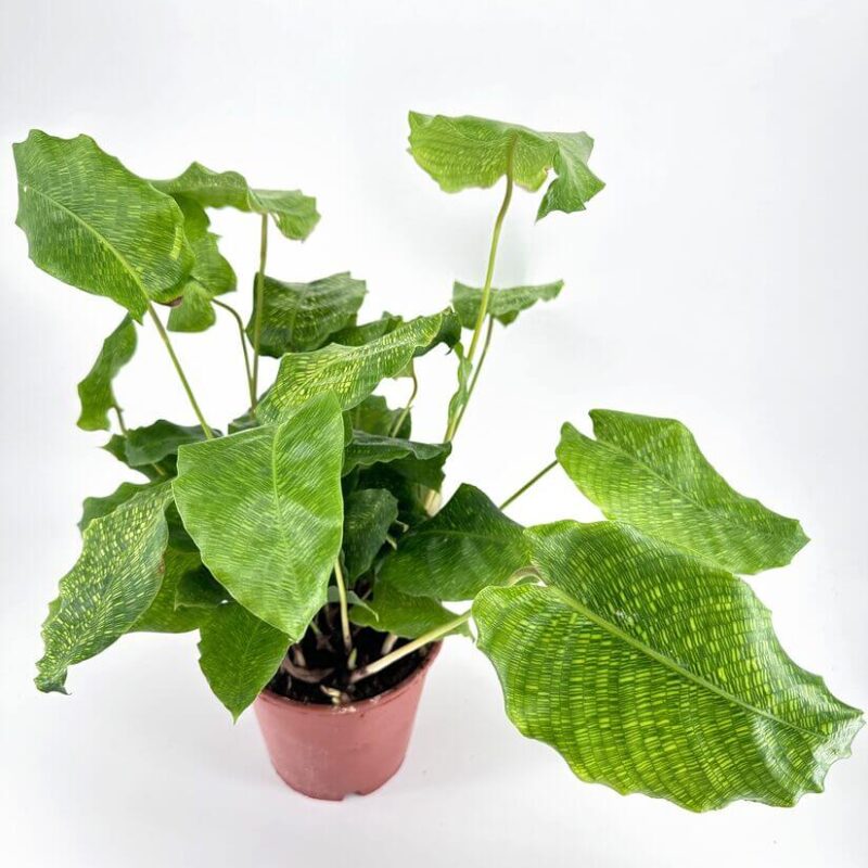 Calathea Network Prayer Plant Calathea Network Prayer Plant