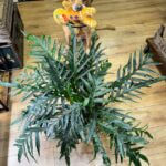 Aglaomorpha Coronans Snake Leaf Fern EXTRA LARGE 23cm pot