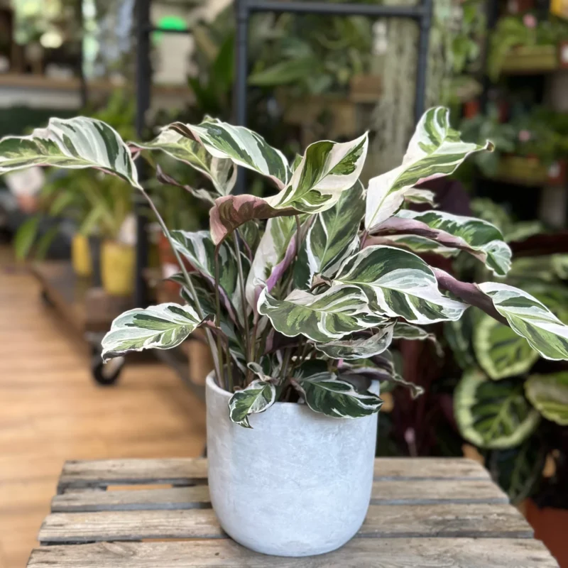 retro glazed blue pot with ears 11cm retro glazed blue pot with ears 11cm