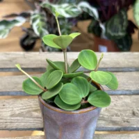retro glazed blue pot with ears 11cm