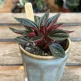 retro glazed blue pot with ears 11cm
