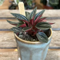 retro glazed blue pot with ears 11cm