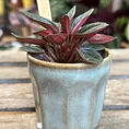 retro glazed blue pot with ears 11cm