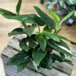 Philodendron Cobra Variegated Monstera Standleyana 17cm