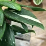 sansevieria moonshine snake plant 21cm pot