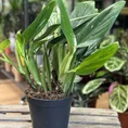 sansevieria moonshine snake plant 21cm pot