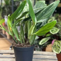 sansevieria moonshine snake plant 21cm pot