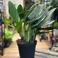 sansevieria moonshine snake plant 21cm pot