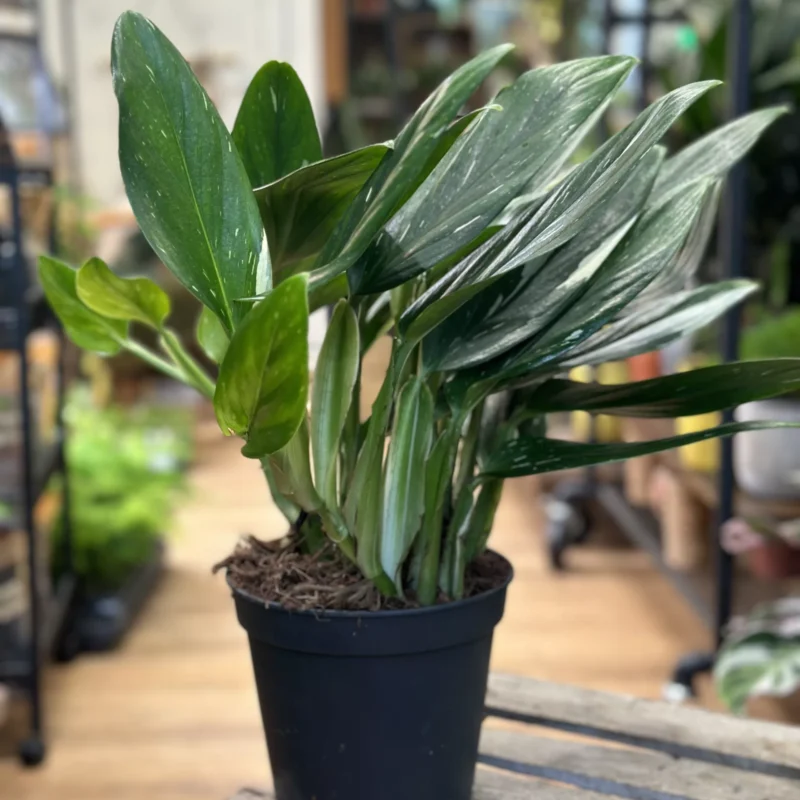 sansevieria moonshine snake plant 21cm pot sansevieria moonshine snake plant 21cm pot